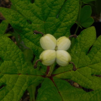Triosteum pinnatifidum non-pinnate form